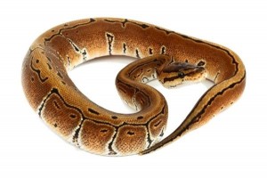 Python regius, pinstripe